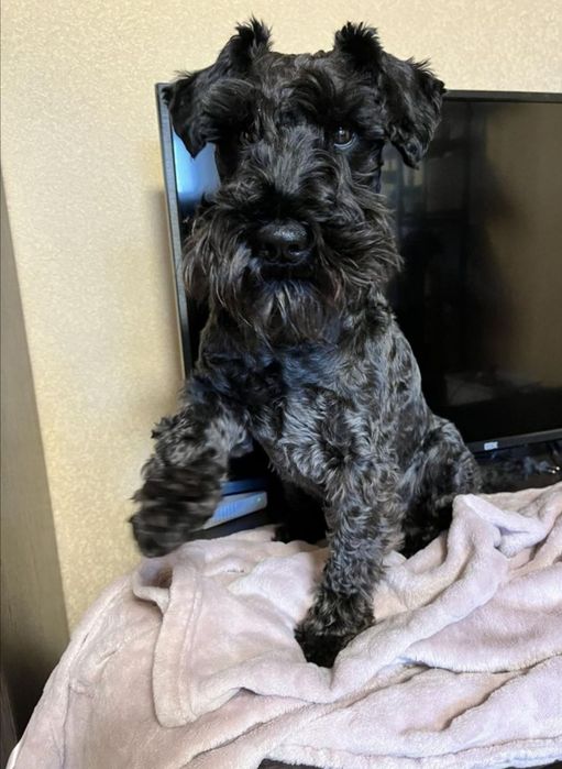 Платим за любофф