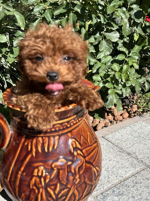 Супер міні дівчинка той пудель