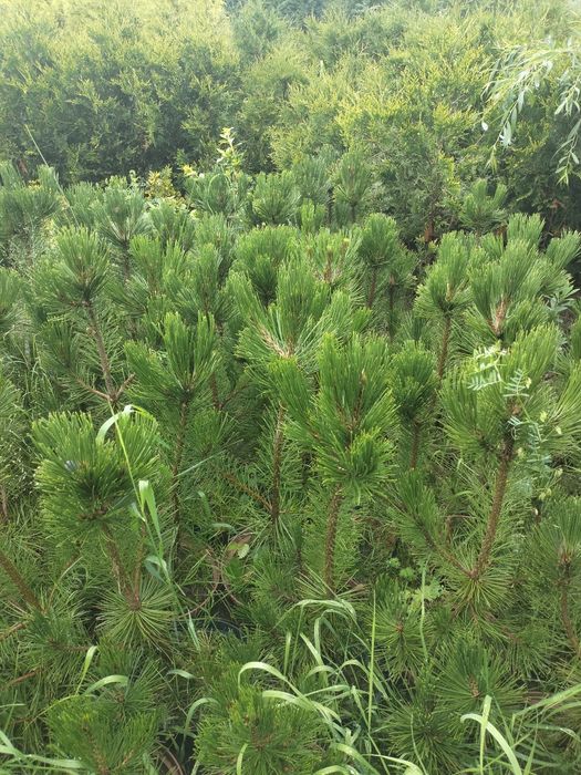 Sosna żółta donica 5l