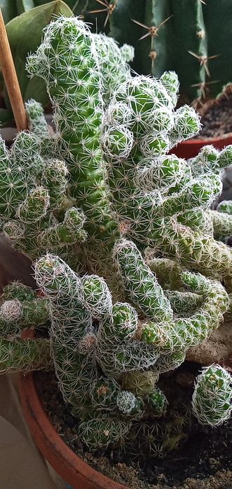 Кактусы отростки