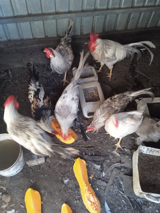 Легорн півні  молоді 3+міс