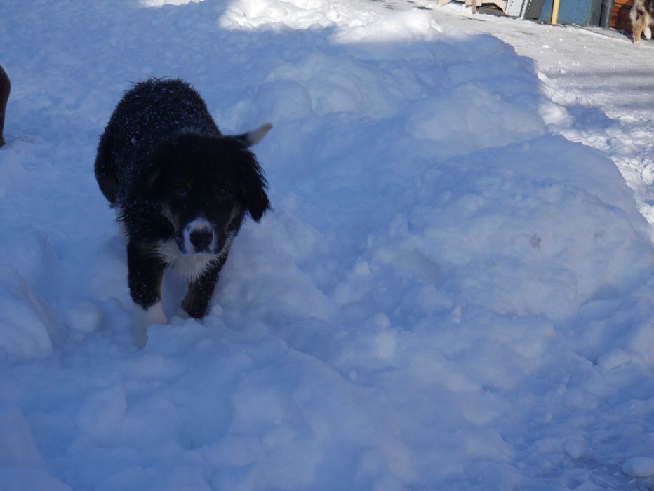 Border Collie piesek tri color