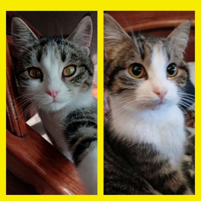 Близнецы Юта и Юджин 1 год