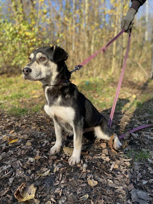 Witam polecam do adopcji ze schroniska śliczną sunie Korę.