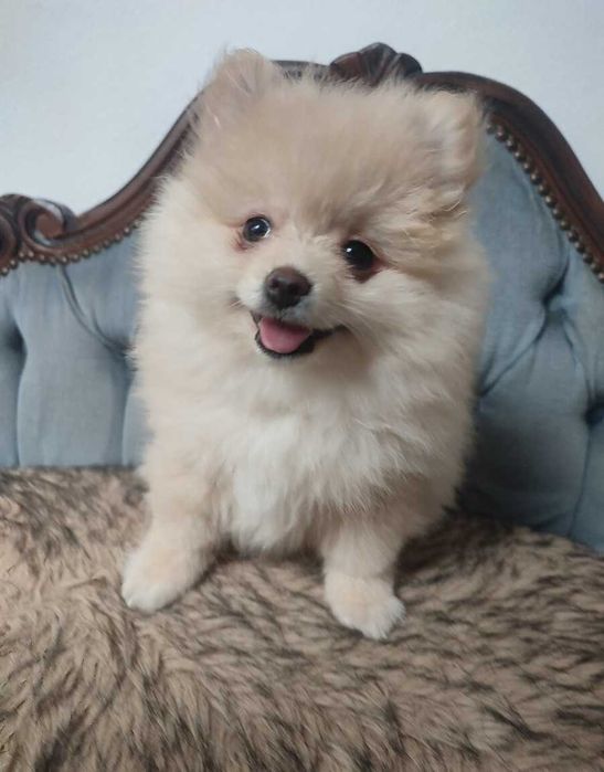 Urocze Szpice Miniaturowe Szpic suczka Pomeranian boo