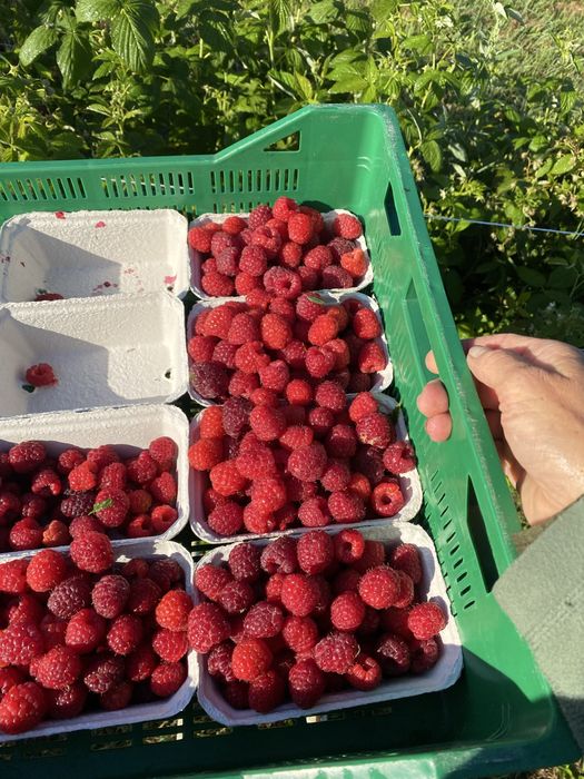Maliny jesienne świeże – wrzesień/październik | zamówienia | na sok, mrożenie, świeże