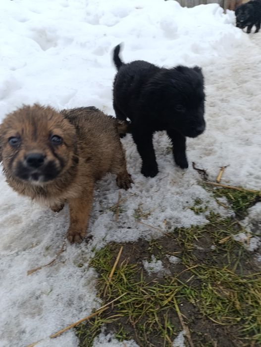 Віддам в добрі руки