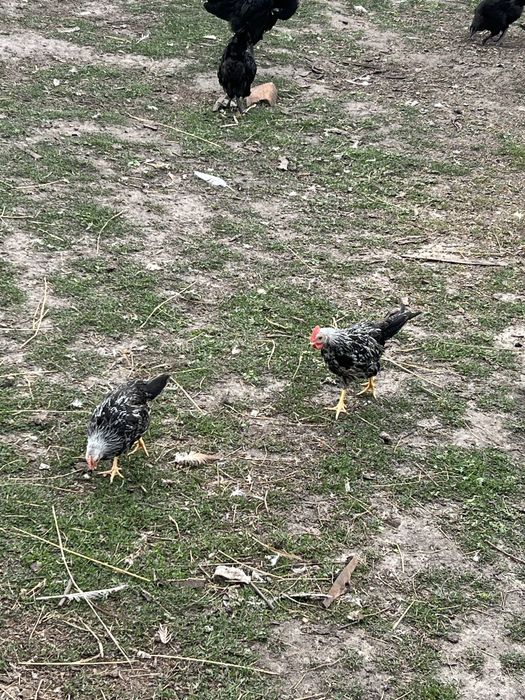 Леггорн Итальянский