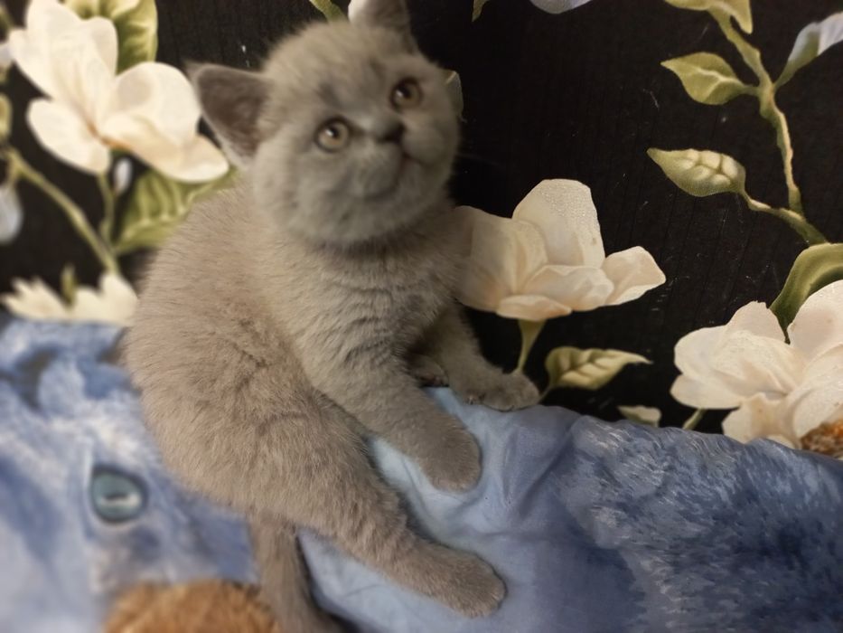 Британская кошечка