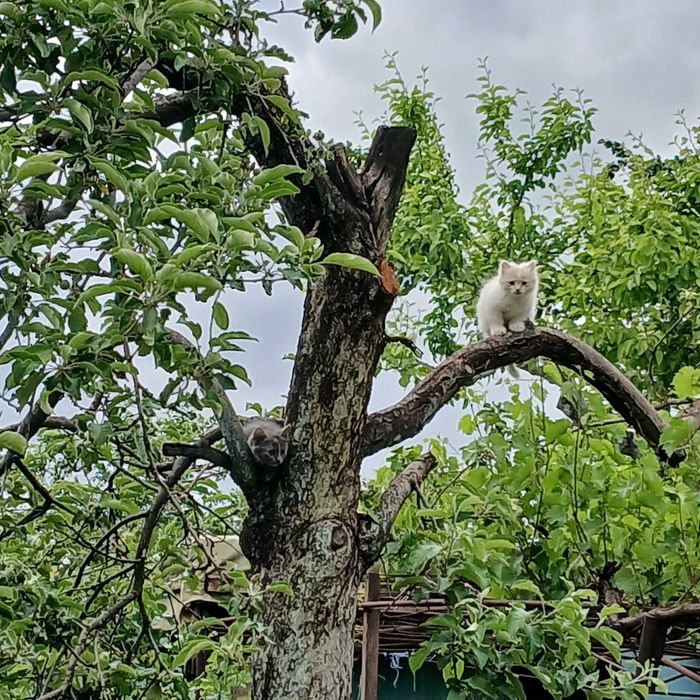 Котята. Отдам котёнка в хорошие руки.