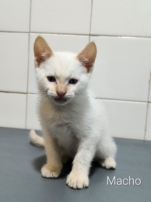 Gatinhos para adoção responsável