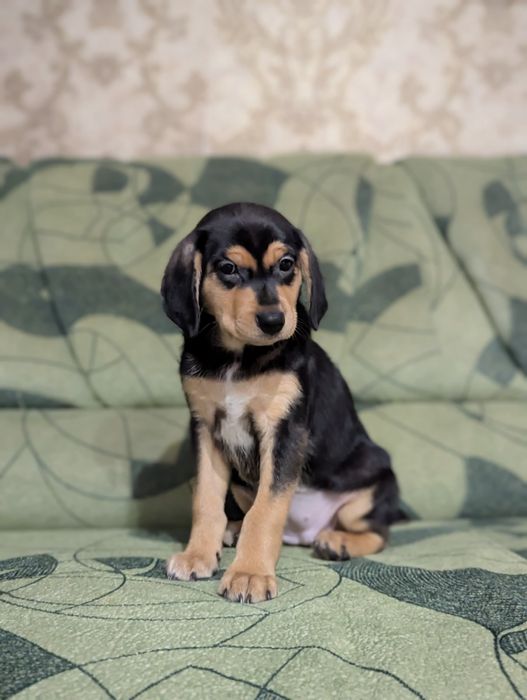 Невеличка красуня шукає маму