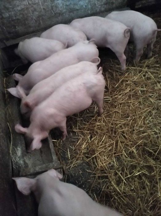 Продам поросята .