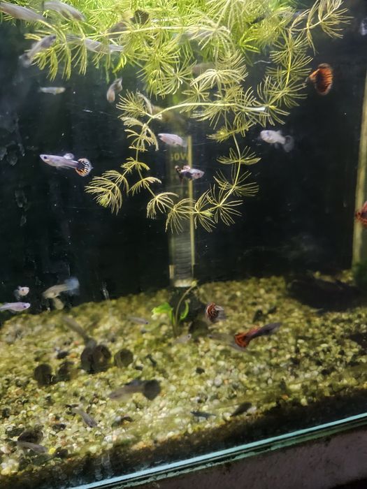 Gupiki.Młode i dorosłe.