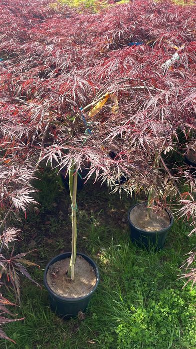 Acer palmatum – klon palmowy