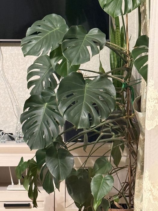 Монстера кімнатна рослина