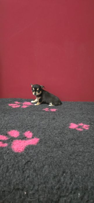 Chihuahua mini cabeça de maça