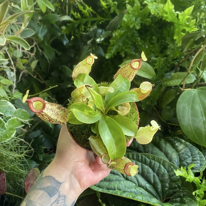 Непентес Nepenthes hookeriana