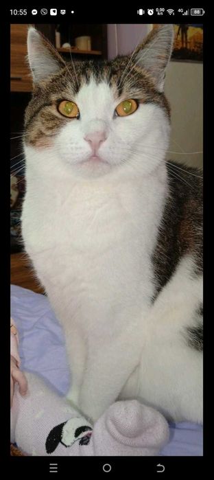 Котик в добрі руки