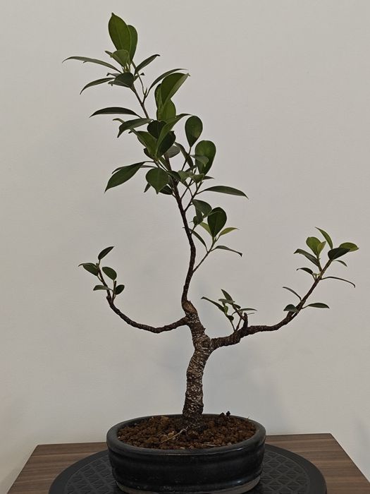 Ficus retusa  jovem