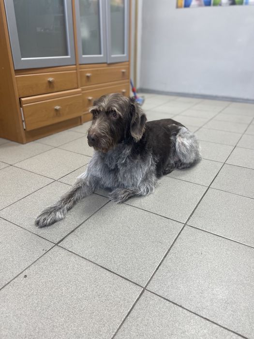 Грумінг, з думкою про Вашего улюбленця.