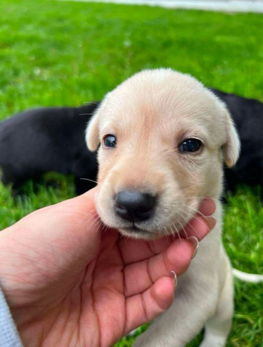 Piesek labrador szuka domu