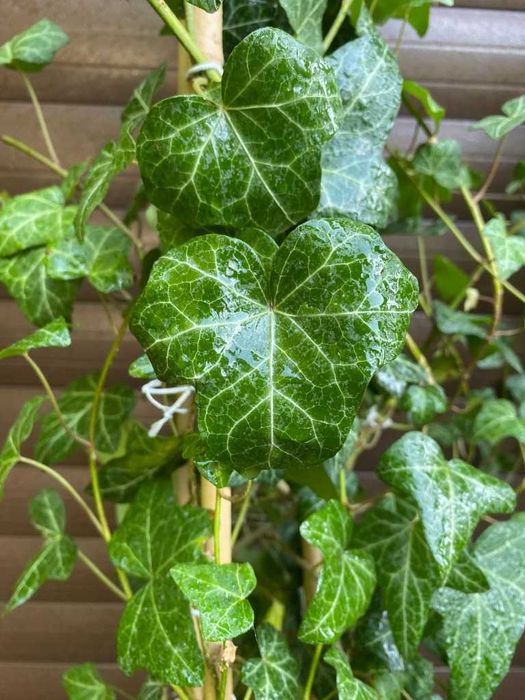Bluszcz hedera helix 250-300 cm w dużych donicach kępa