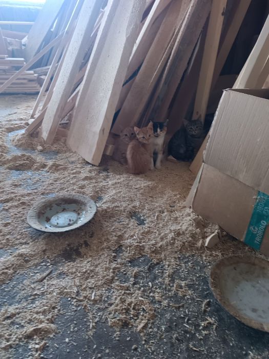 Котики в добрі руки.