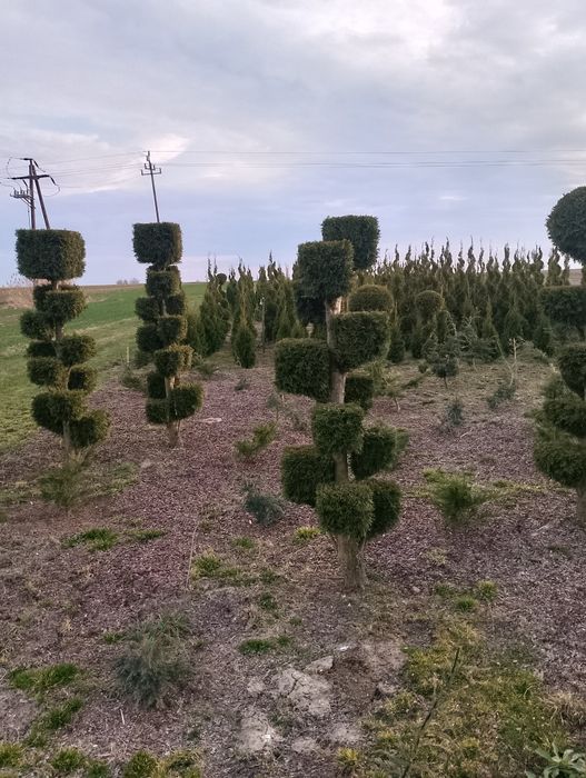 Tuja Szmaragd formowana