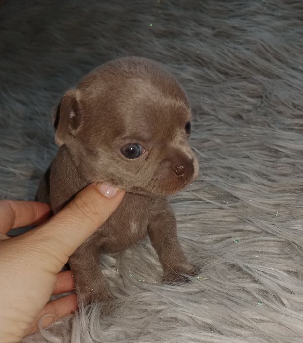 Liliowa dziewczynka chihuahua