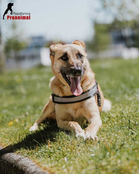 PAULO - Cãozinho para Adoção