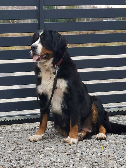 Berneński pies pasterski