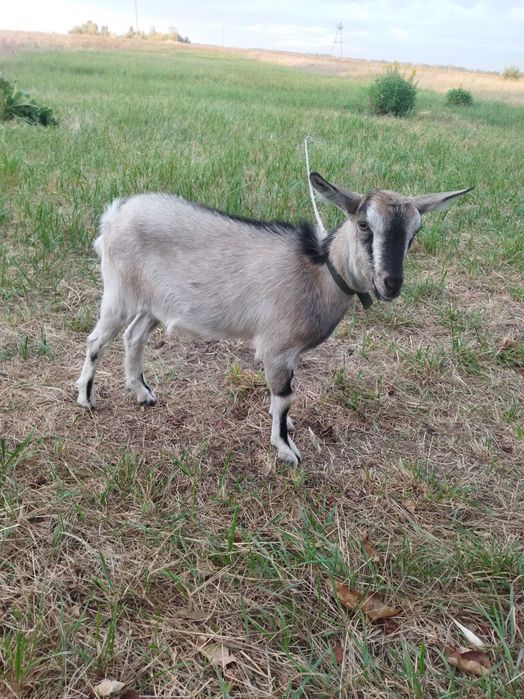 Продам казочку 6 місячну