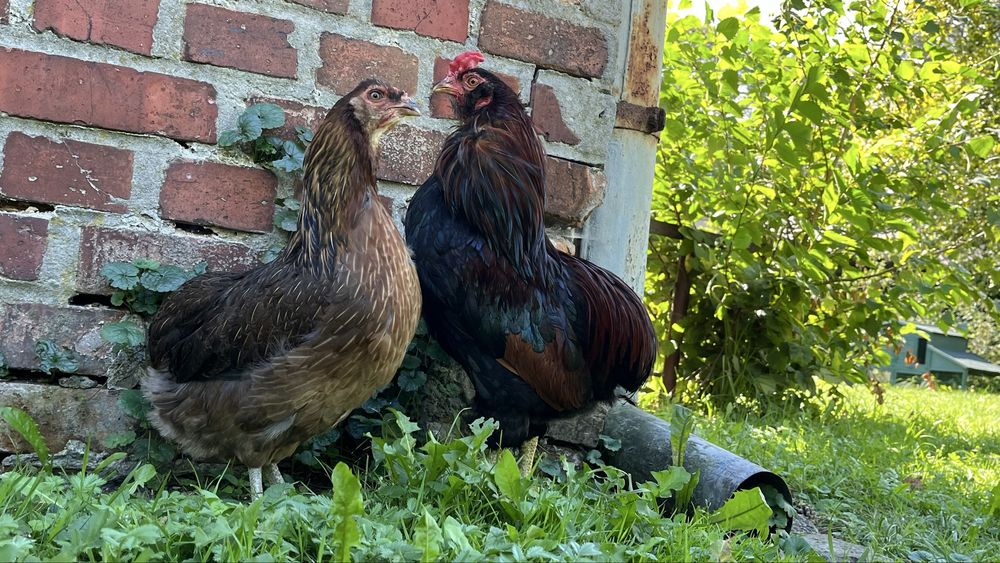 Jaja lęgowe zielone Araucana, Araukana
