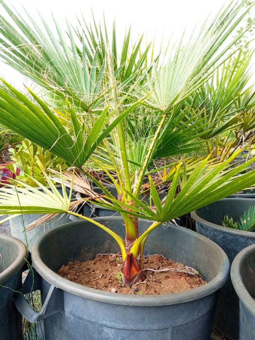 Palmeira Washingtonia/Leque, com entrega
Entrega gra