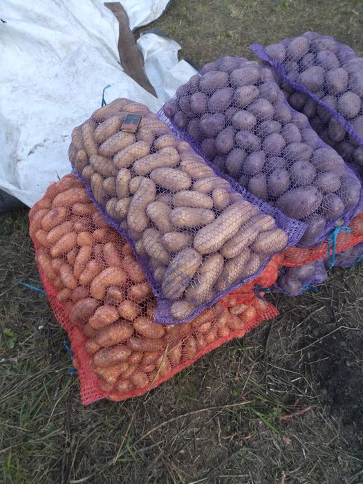 Продам картоплю власного вирощування