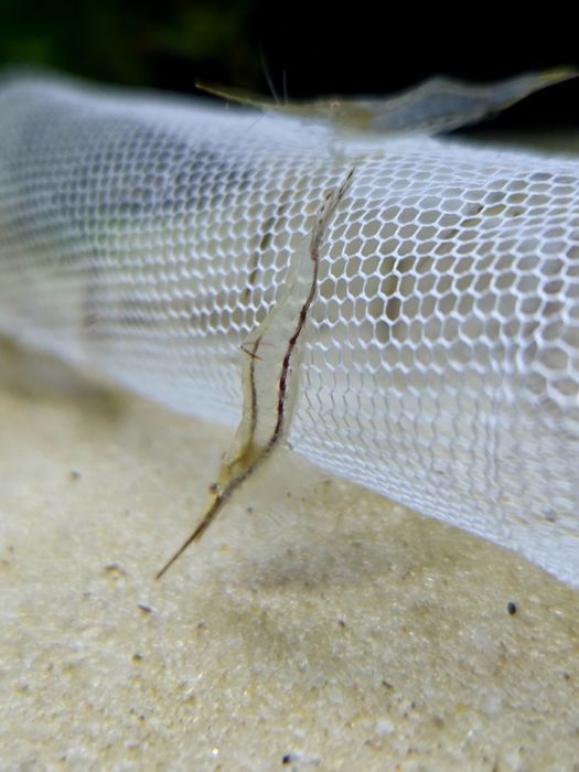 Krewetka caridina gracilirostris pinokio