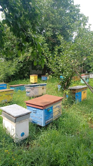 Мед соняшниковий в банках