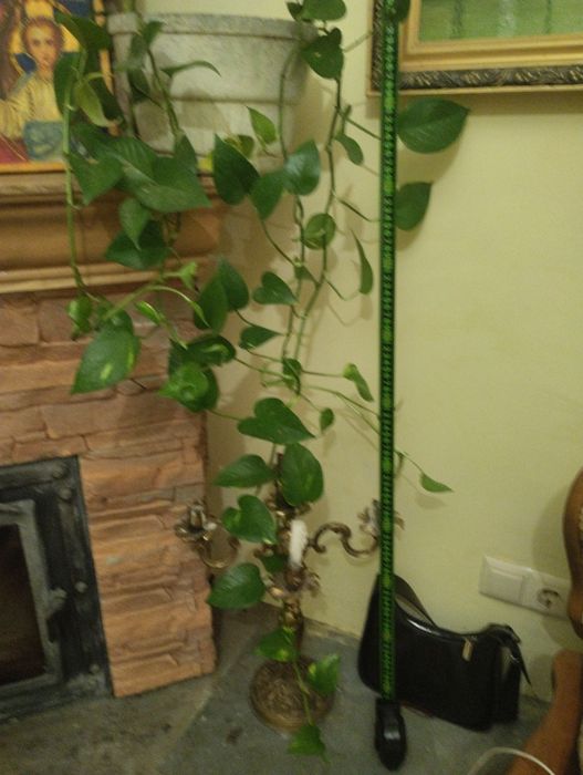 Сциндапсус эпипремнум