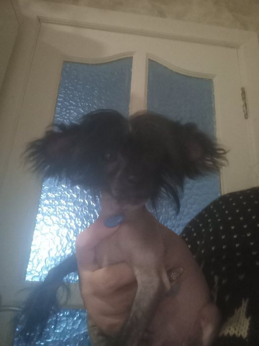 Щенки Китайской хохлатой