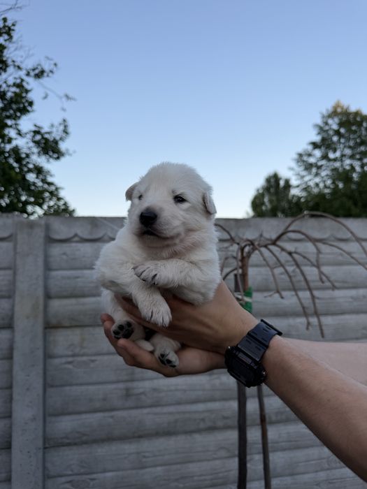 Біла швейцарська вівчарка цуценята