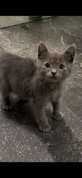 5 кошенят, яких викинули на смітник, шукають дім