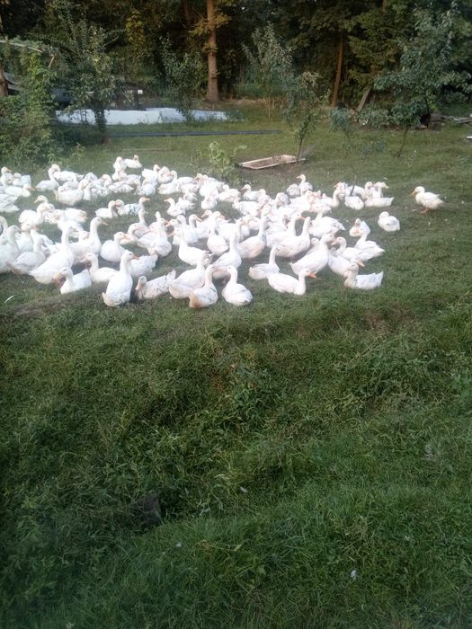 Sprzedam kaczki pekin