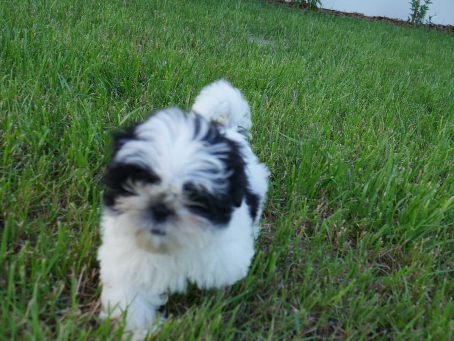SHIH TZU -piesek