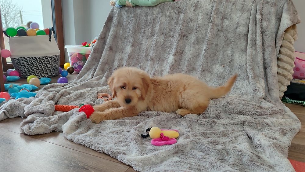 Goldendoodle f1 Doodle golden retriever badania genetyczne rodziców