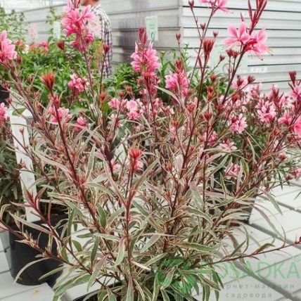 Кампанула,гіпсофіла,ромашка,гвоздика,карекс, очитки,перовскія