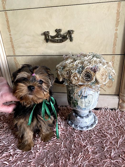 Йорки гарнесенькі