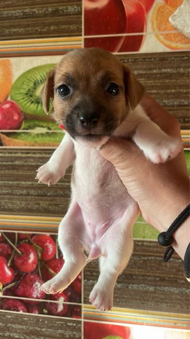 Продається чудова дівчинка