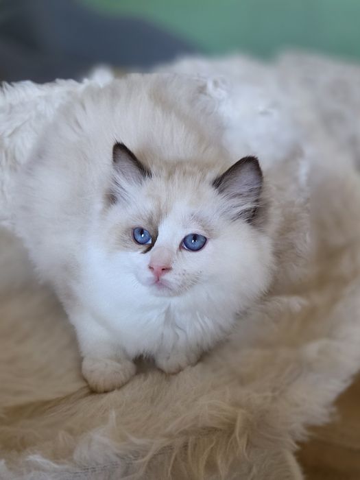 Ragdoll kocurek FPL