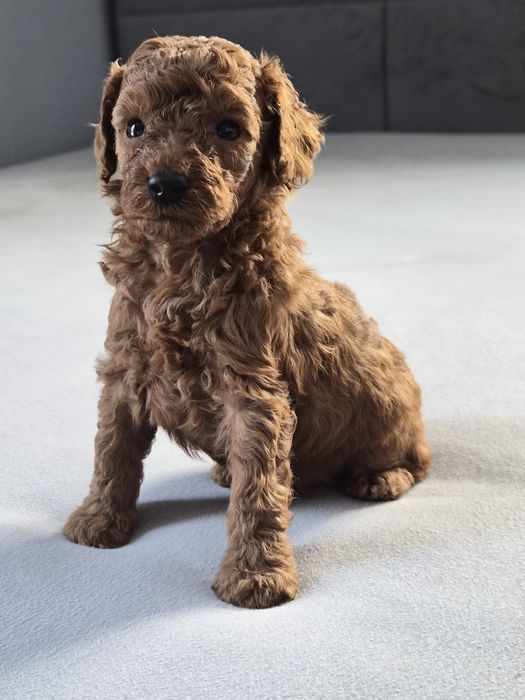 Pudel Miniaturowy FCI